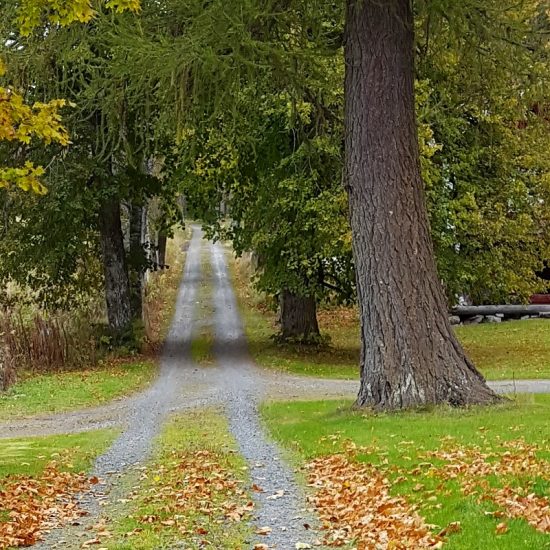 Økt tilskudd til skogsveier og tømmerkaier