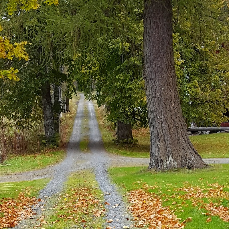 Økt tilskudd til skogsveier og tømmerkaier