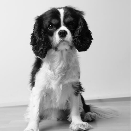 Kontorhund, autorisert regnskapsfører hos Online regnskap AS